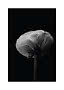 Nærbillede af en hvid blomst med lagdelte kronblade mod sort baggrund