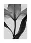 Close-up of a black and white tulip with soft petals and long leaves