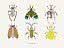 Ilustración de seis insectos fantásticos coloridos sobre fondo claro con el texto "I'm a nature bug!"