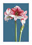 Rot-weiß gestreifte Amaryllis mit mehreren Blüten und einer Knospe vor blauem Hintergrund