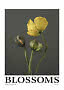 Poster mit gelber Blume und zwei Knospen vor dunkelgrauem Hintergrund, mit dem Text BLOSSOMS