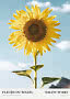 Kunstposter mit großer gelber Sonnenblume vor blauem Himmel und dem Text „Fleurs du Soleil“