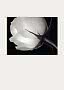 Close-up of a white rosebud with dark stem against a black background