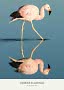 Andenflamingo watet in ruhigem Wasser mit klarer Spiegelung