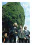 The Beatles stoją pod dużym drzewem na tle błękitnego nieba, nazwa zespołu u góry po prawej.