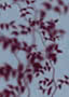 Leafy branches in deep plum and magenta falling in soft focus across a cool blue-grey ground