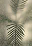 A green palm frond pressed against frosted glass, softened into cream and pale grey where the leaf pulls away