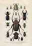 Vintage natural history illustration showing 16 different beetles on a light background.