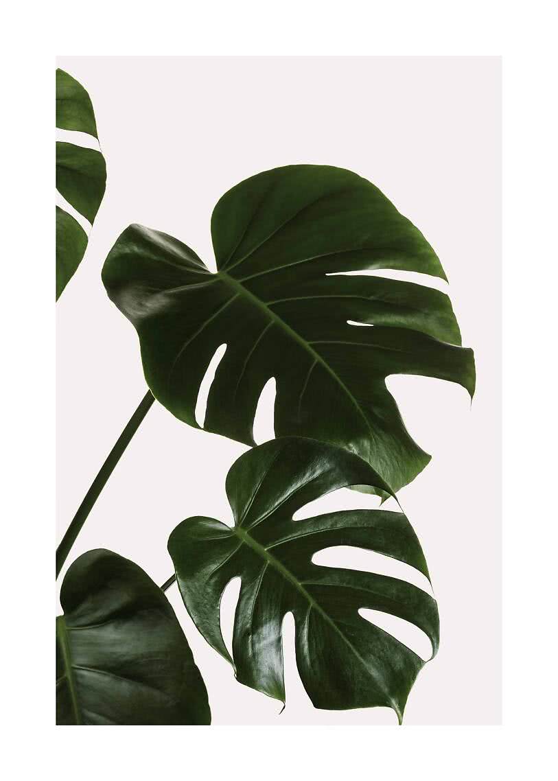 monstera deliciosa panaschiert Monstera Deliciosa Albo Variegata main image 0