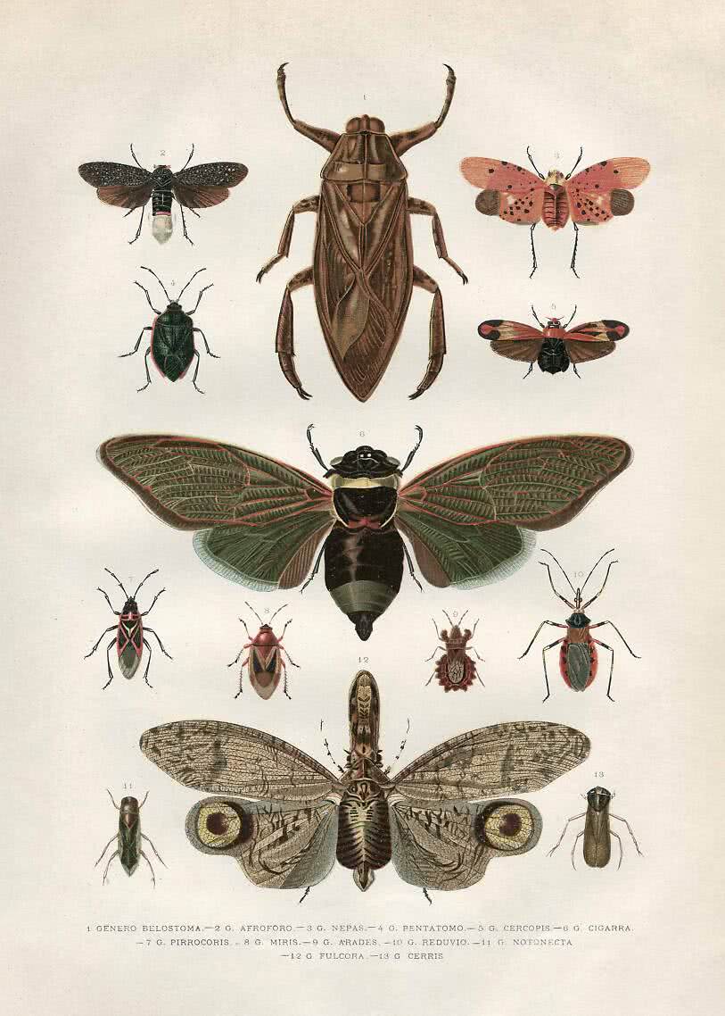 Vintage stijl canvas schilderij poster insect specimen schilderij van