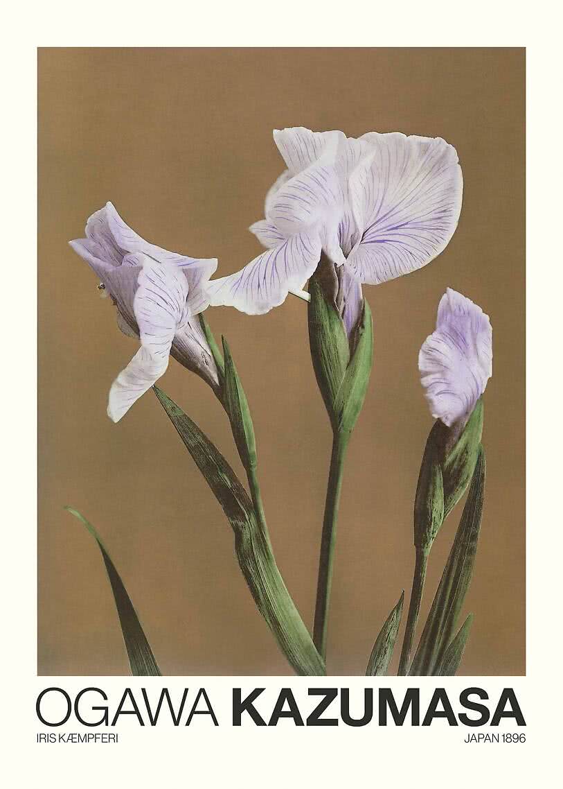 Vintage poster – Iris Kaempferi by Ogawa Kazumasa