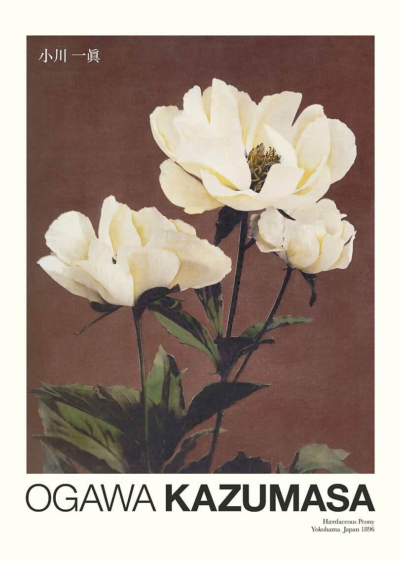 Vintage floral poster – Haerdaceous Peony by Ogawa Kazumasa