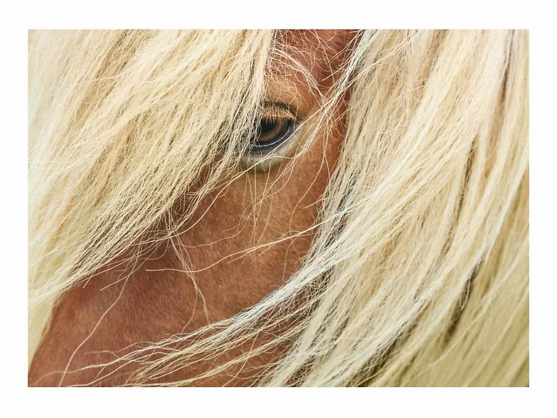 Horse poster – Golden Stallion | Postery