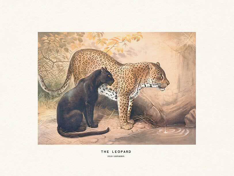 Vintage animal poster – Leopard | Postery