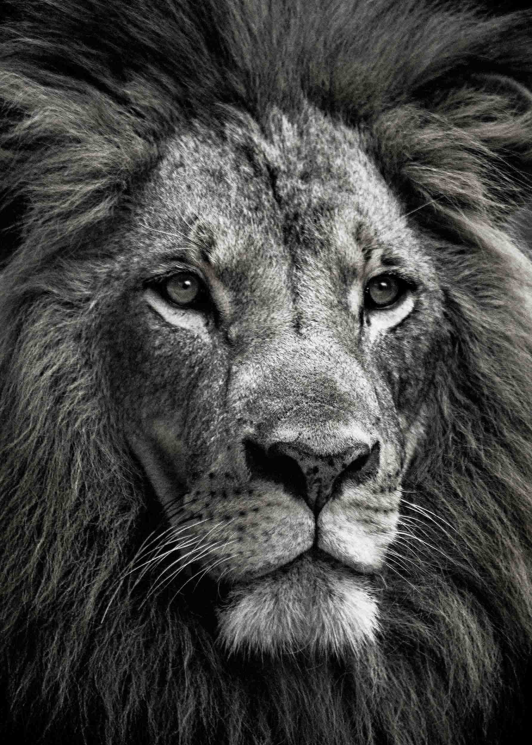 Lion King Poster - Black and white lion photography (40x50 cm)