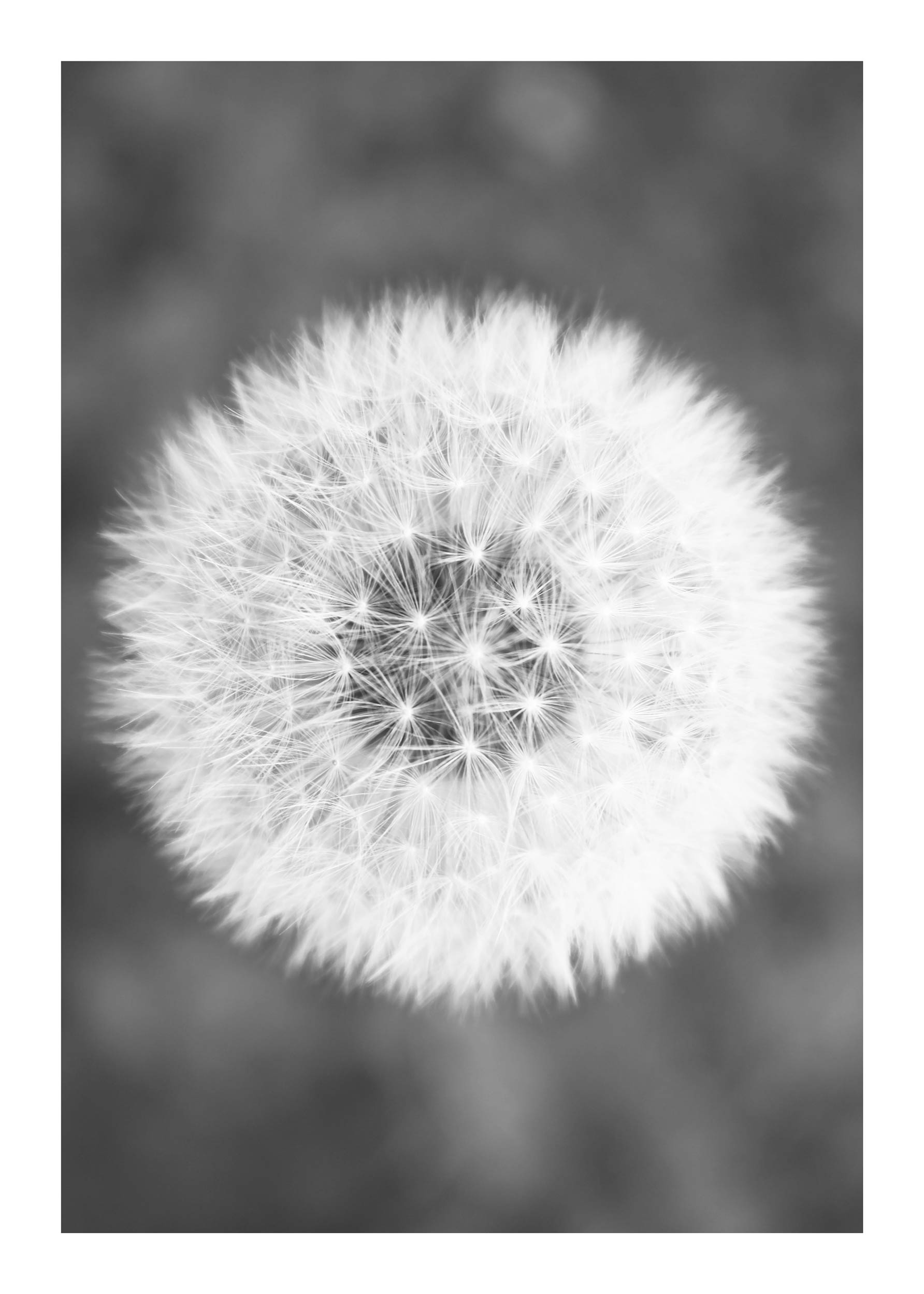 Dandelion plakat - Sort-hvid blomsterfotografi (30x40 cm)