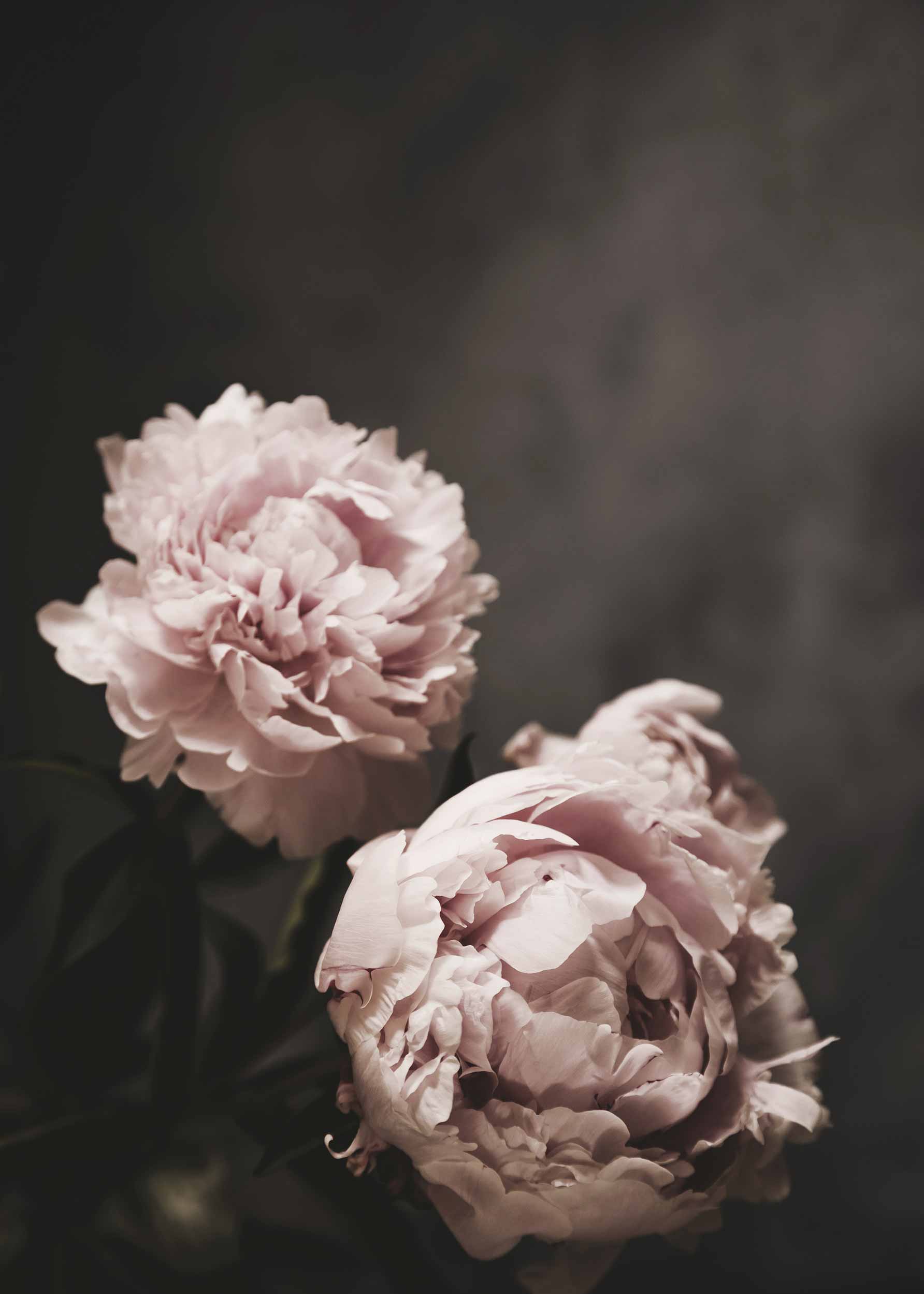 Pink Beauties Poster - Peony illustration (30x40 cm)