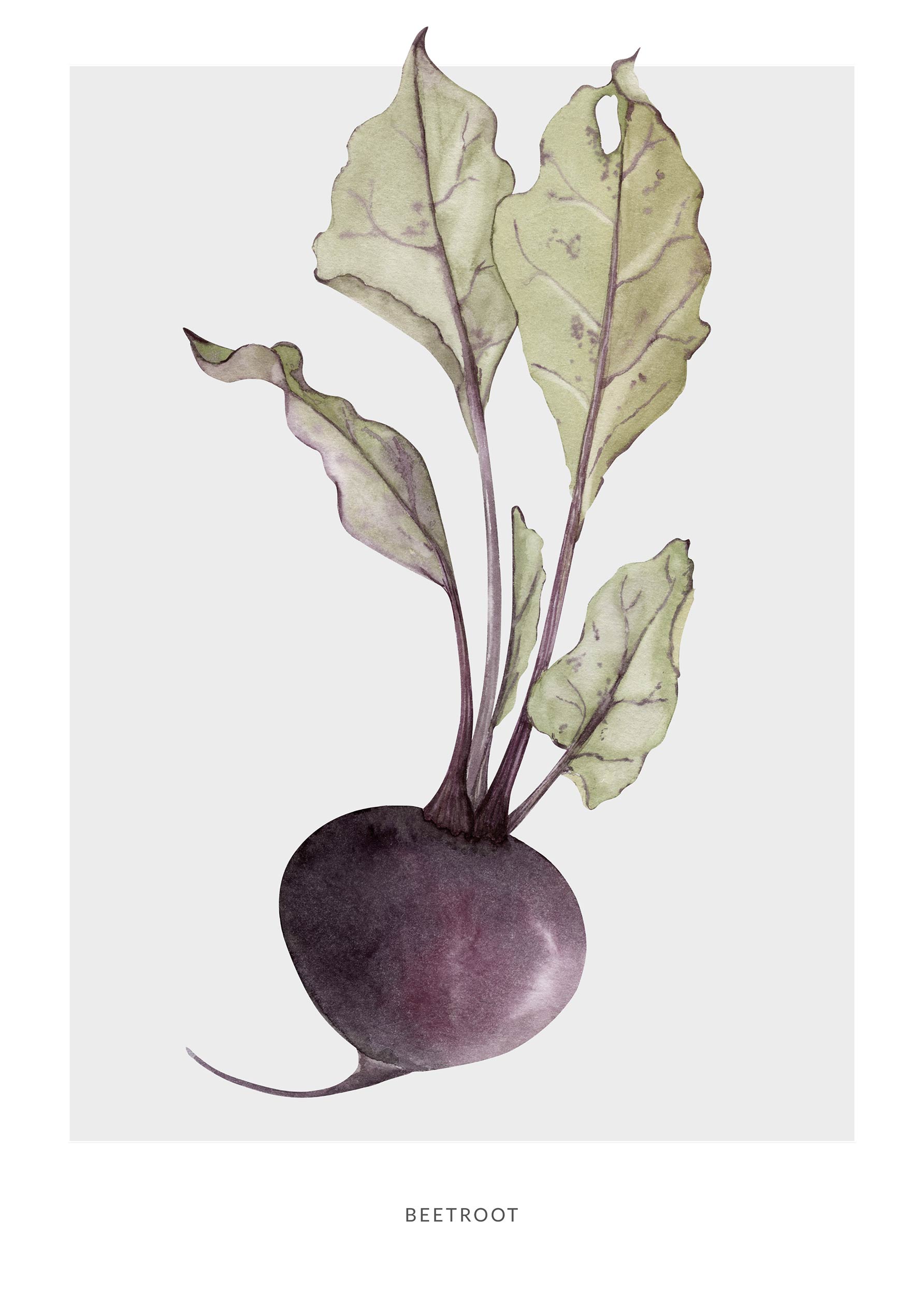 Beetroot Poster - Botanical illustration (30x40 cm)