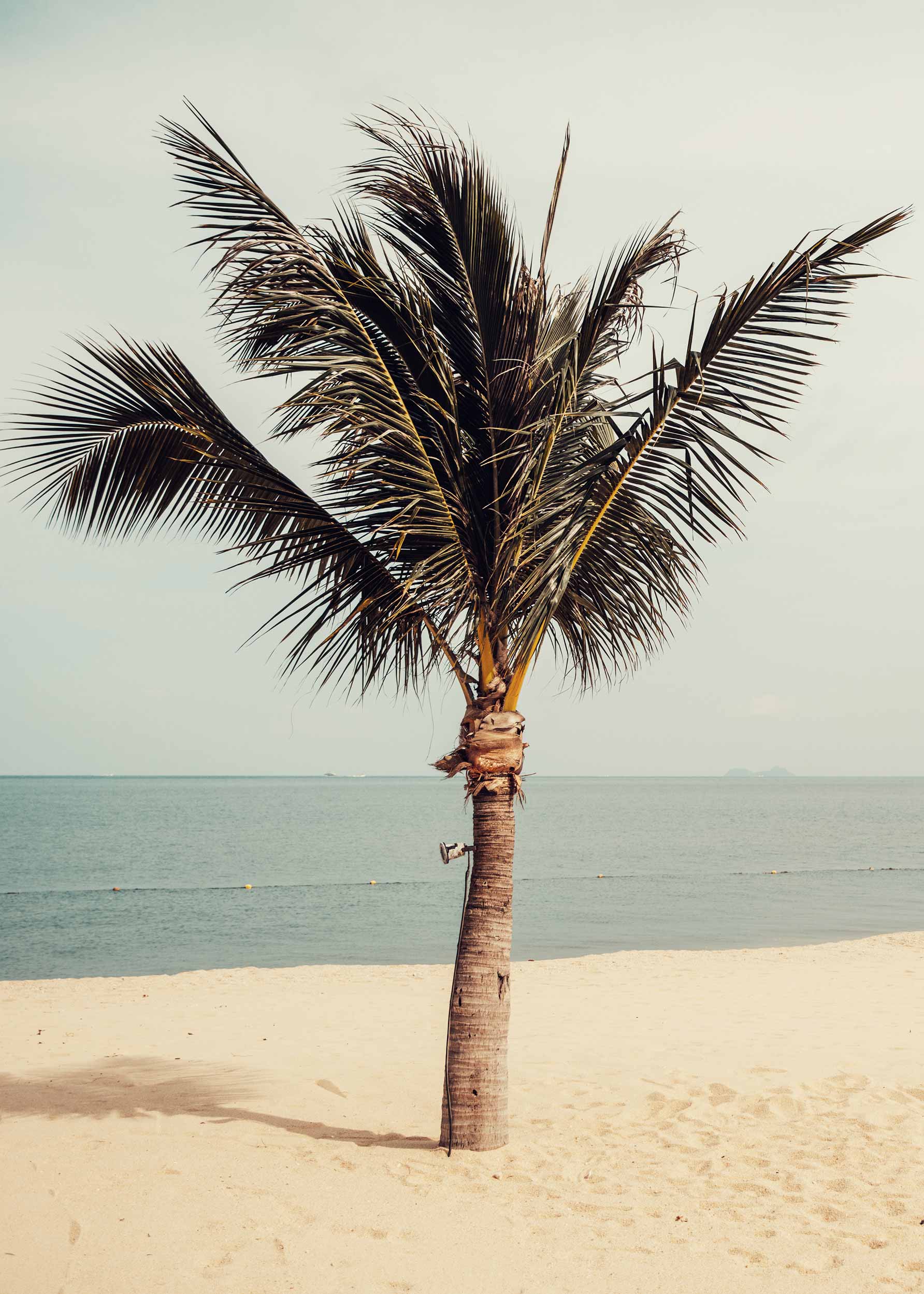 Palm Retro Poster - Beach illustration (50x70 cm)