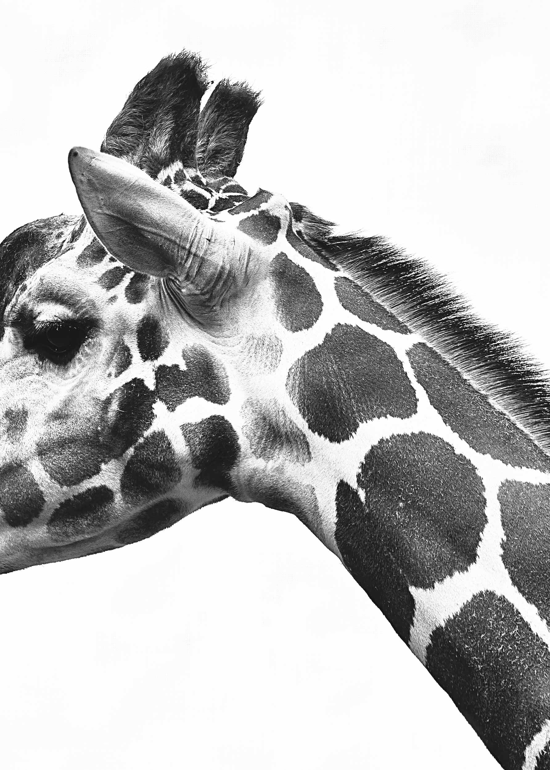 Giraffe Close Poster - Schwarzweiße Tierfotografie (21x30 cm)