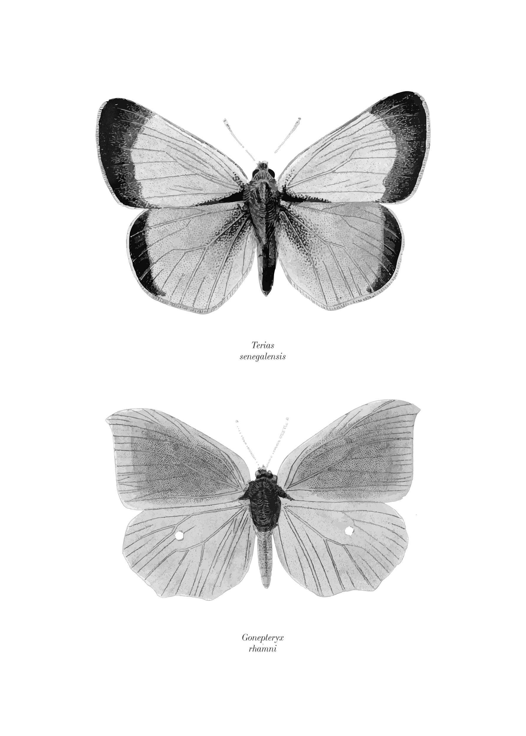 Butterfly Poster - Animal illustration (50x70 cm)