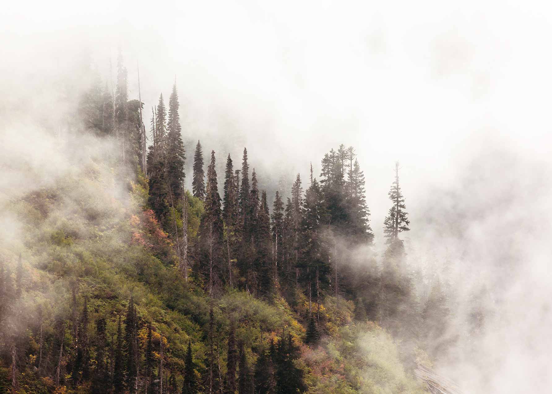 Forest Mist Poster - Forest photography (50x70 cm)