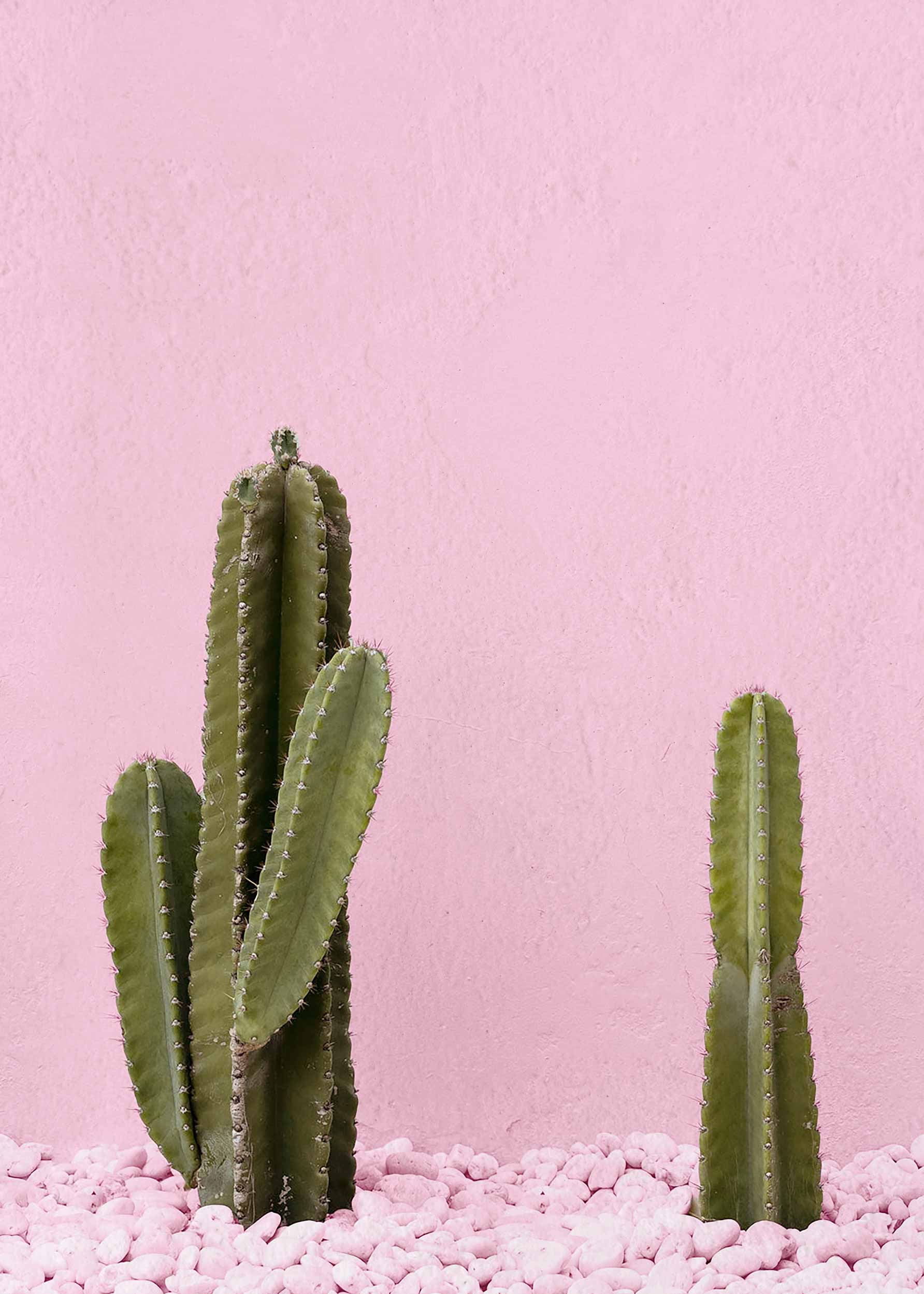 Green Cactus Poster - Cactus illustration (21x30 cm)