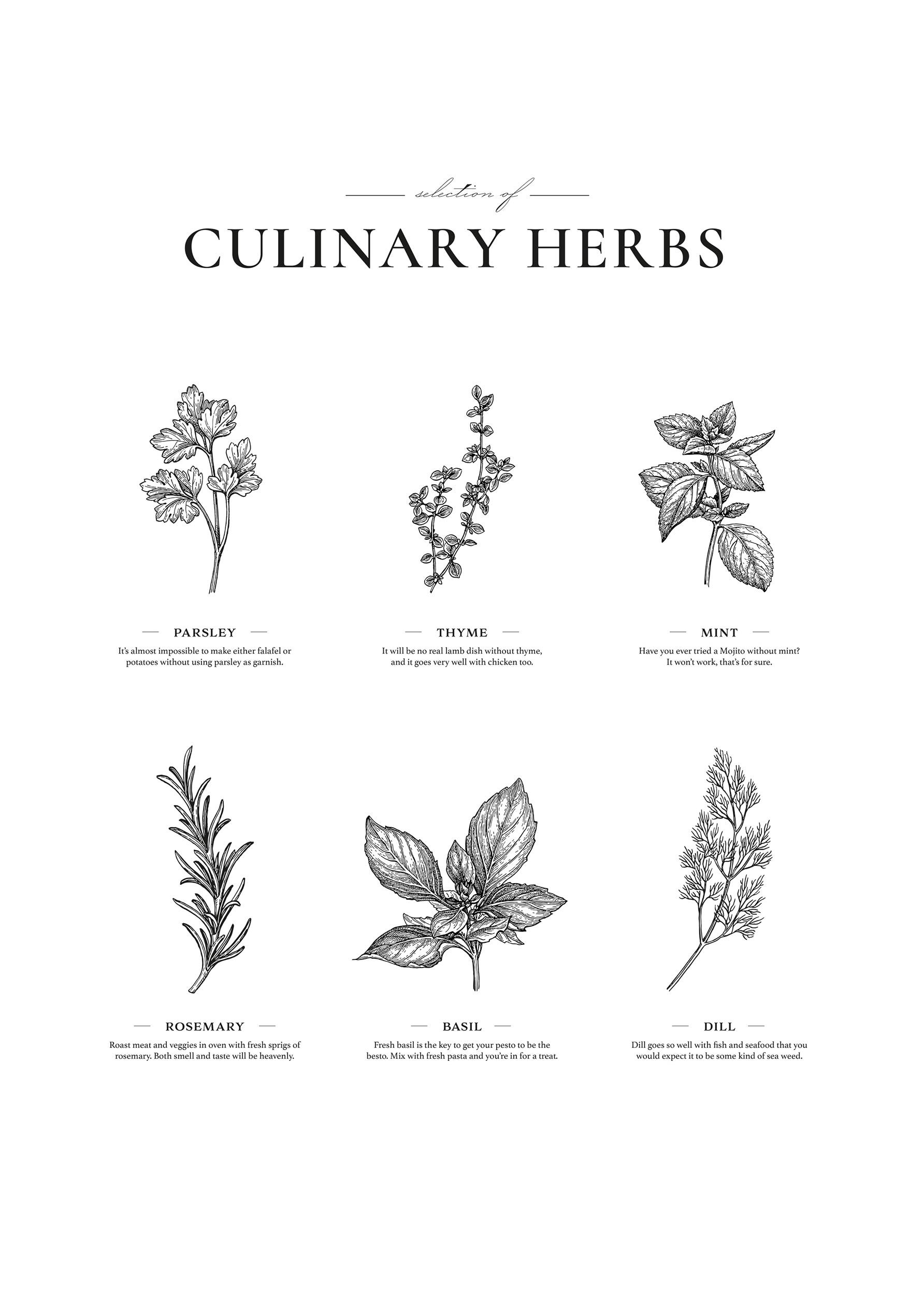 Culinary Herbs Poster - Botanical illustration (40x50 cm)