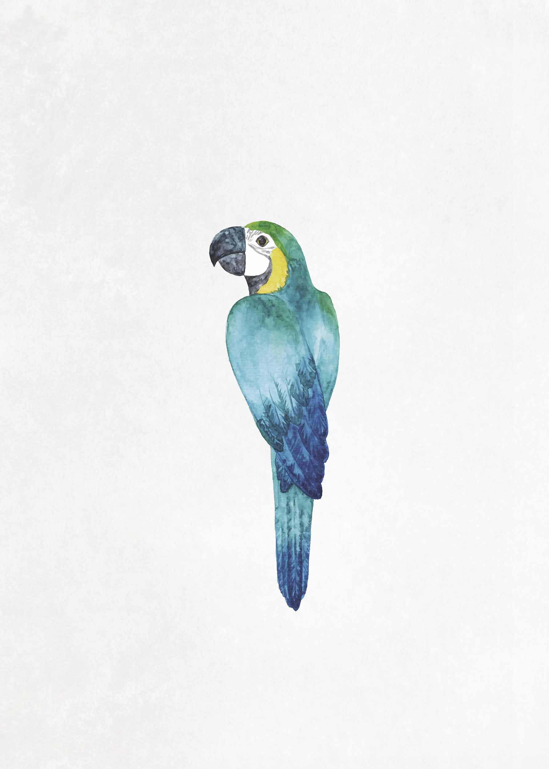 Parrot Poster - Animal watercolour (50x70 cm)