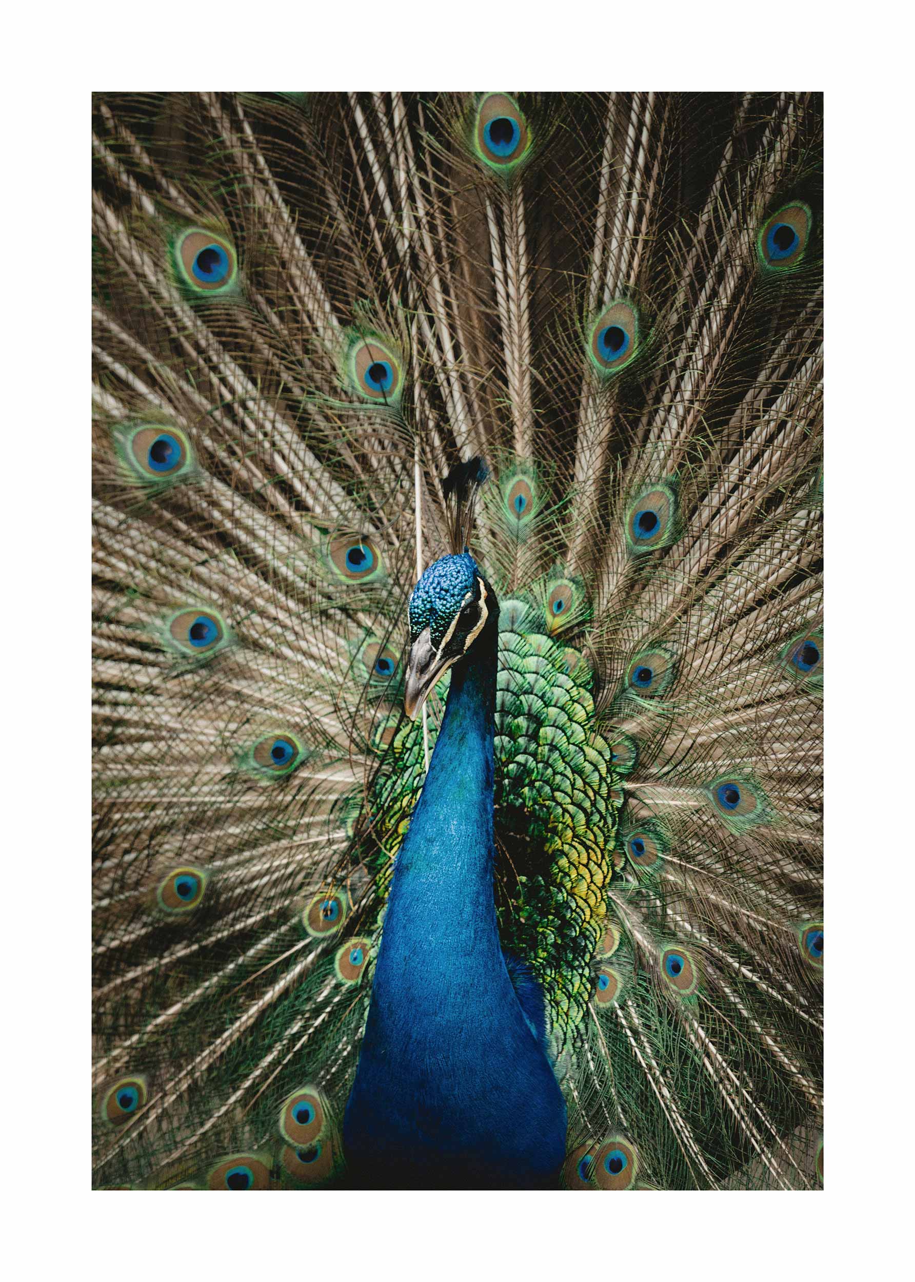 Peacock Poster - Animal illustration (70x100 cm)
