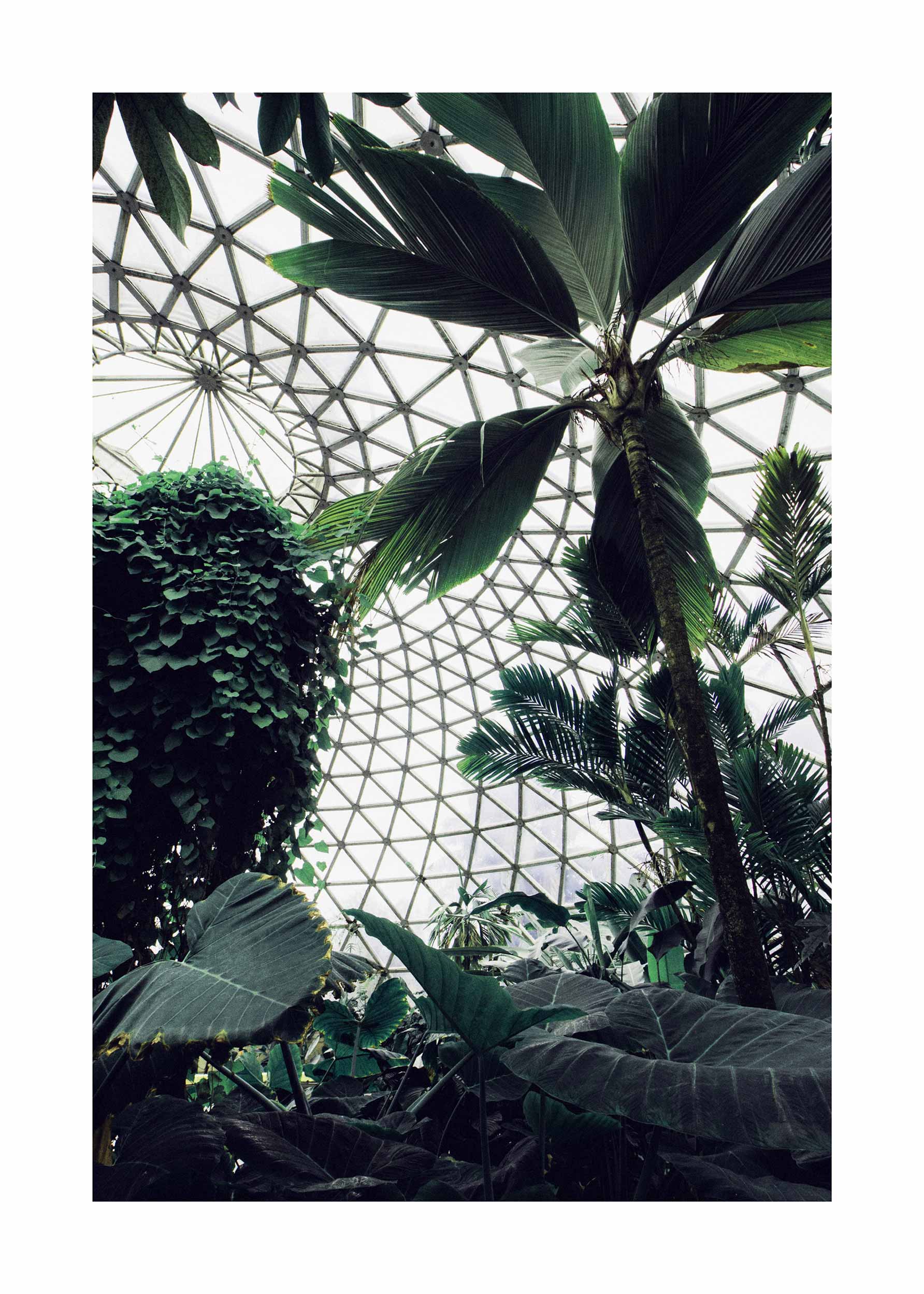 Botanical Garden Poster - Botanical illustration (50x70 cm)