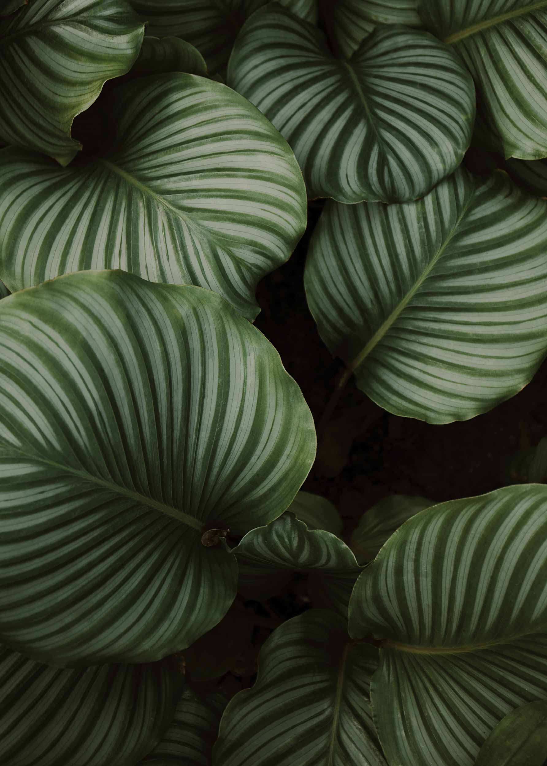 Calathea Leaves Poster - Botanical illustration (40x50 cm)