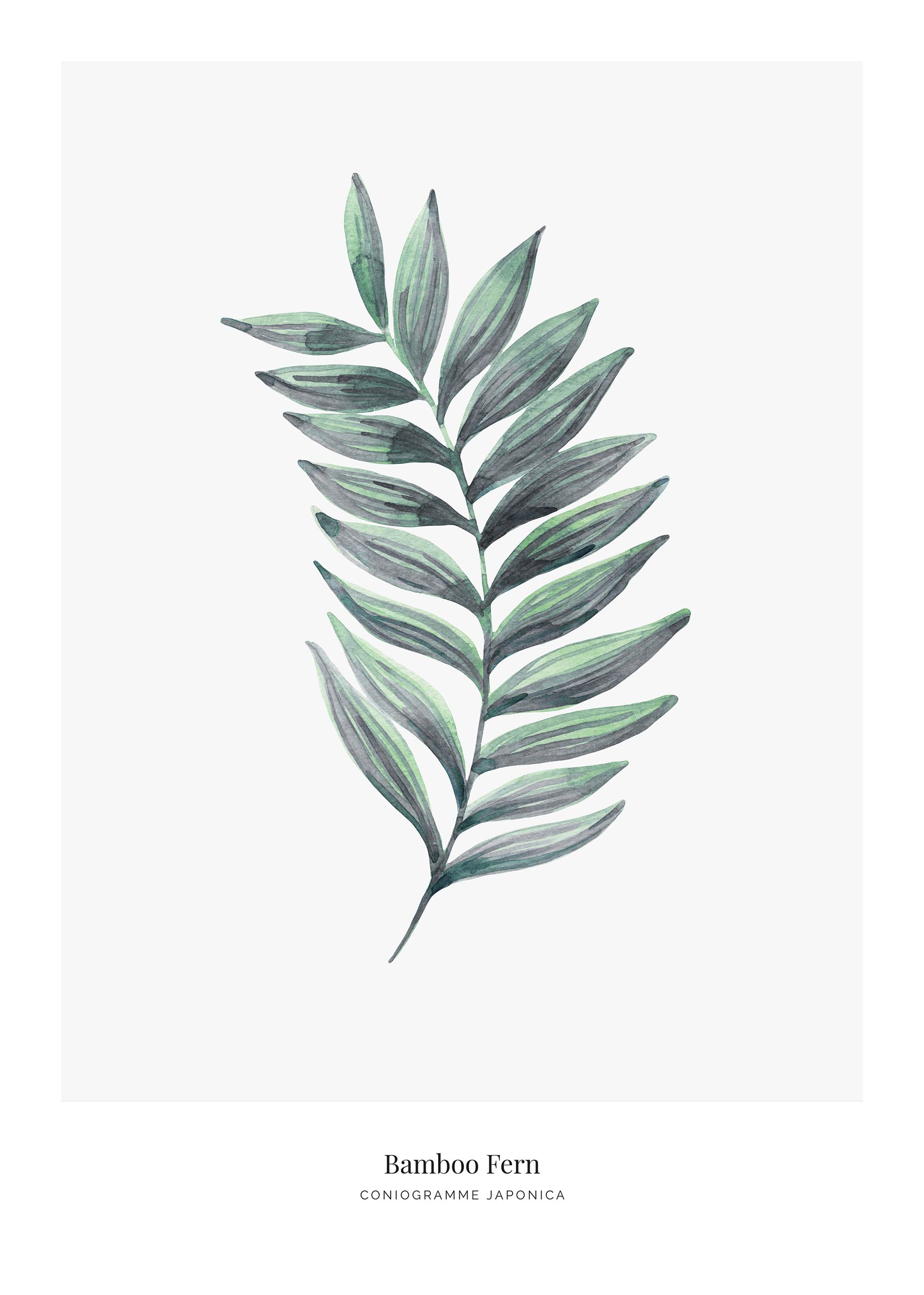 Bamboo Fern Poster - Botanical illustration (50x70 cm)
