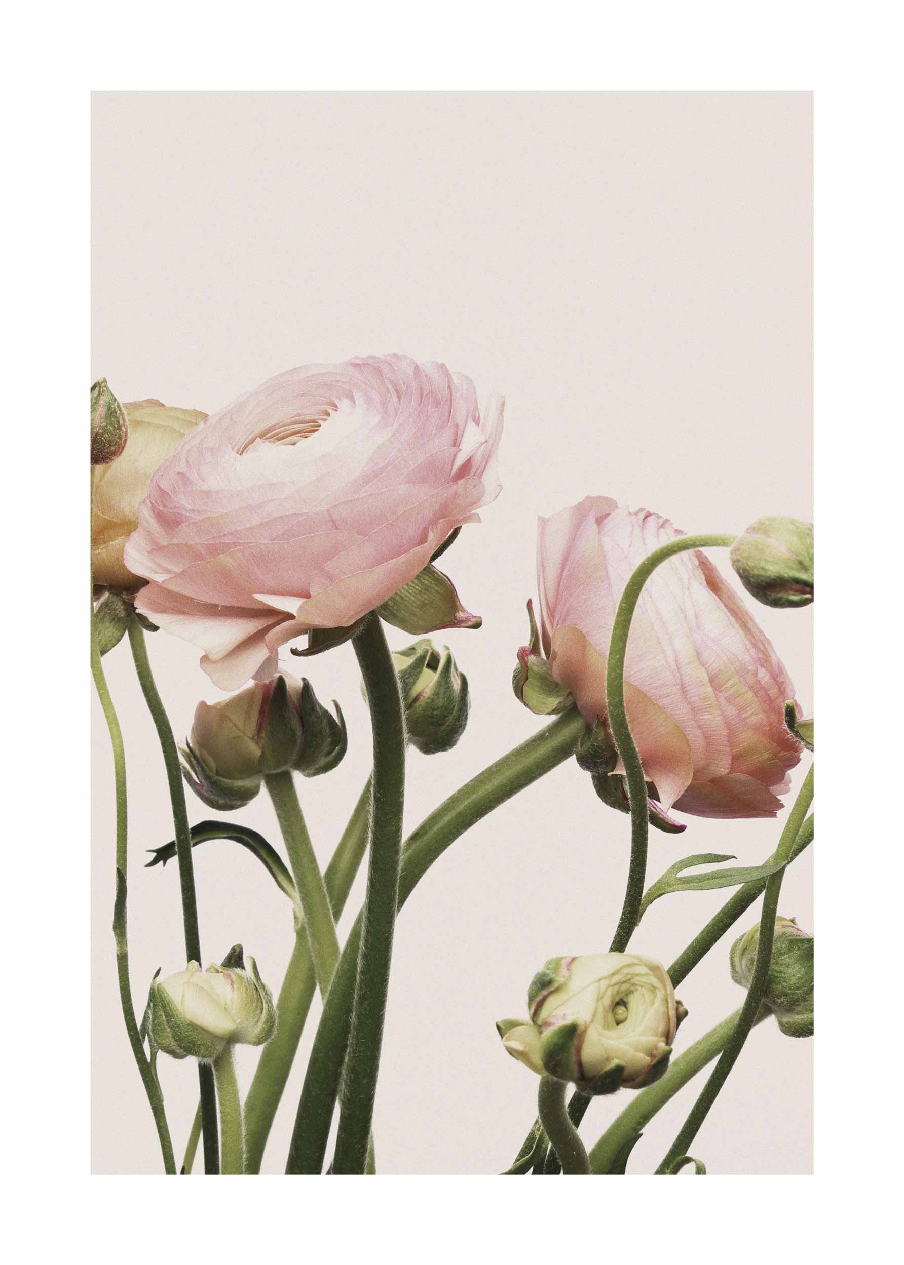 Vintage Flower Poster - Ranunculus flower photography (40x50 cm)