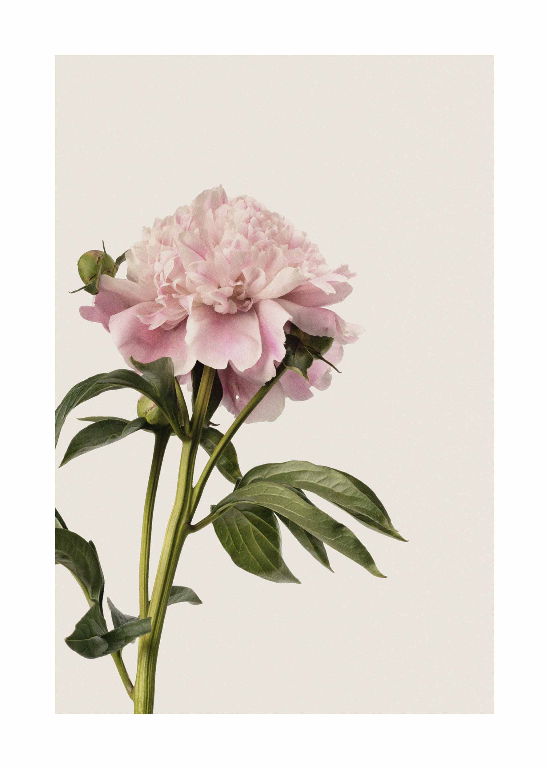 Vintage Peony Poster - Flower photography (30x40 cm)