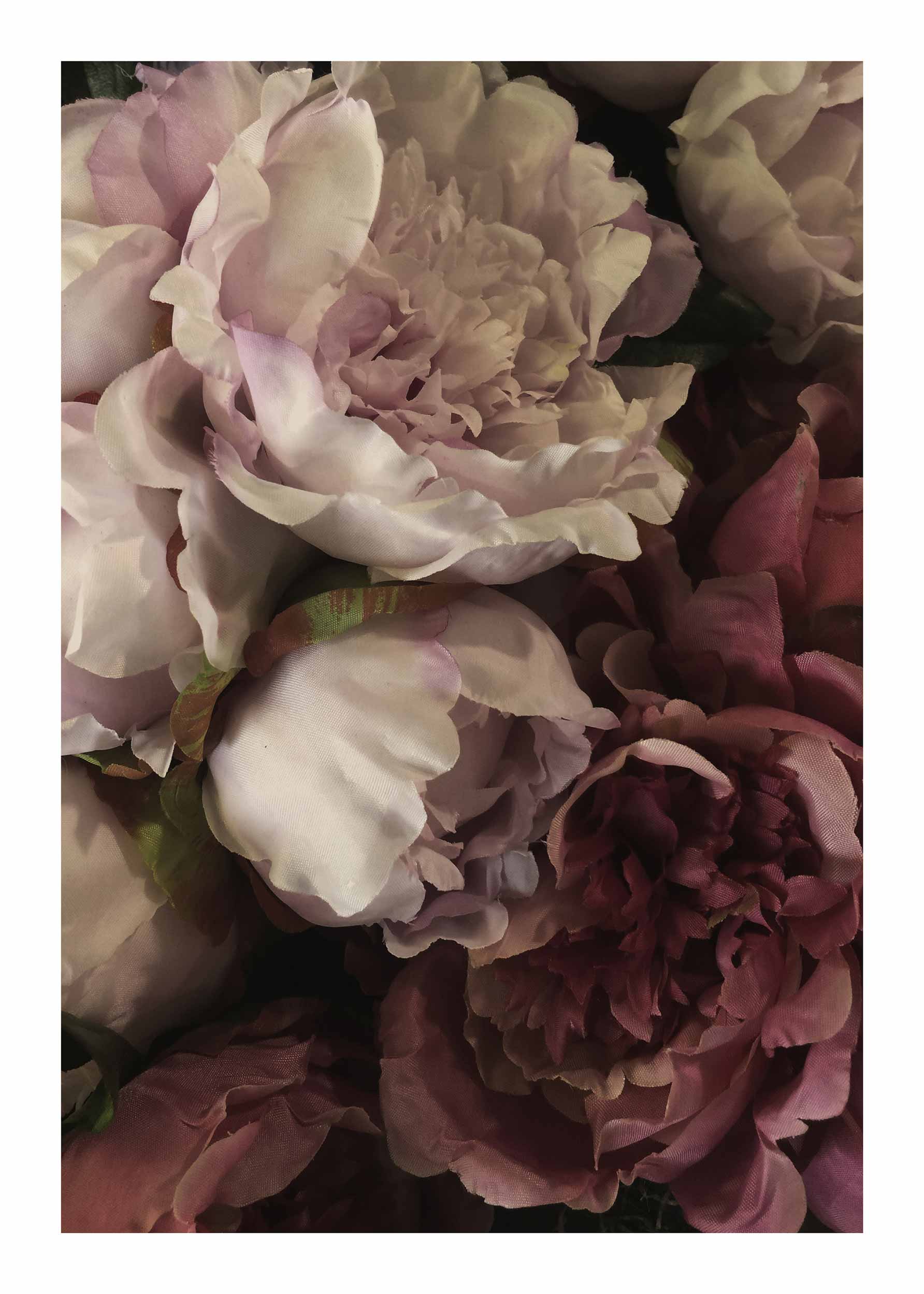 Peony Close Up Poster - Flower photography (40x50 cm)