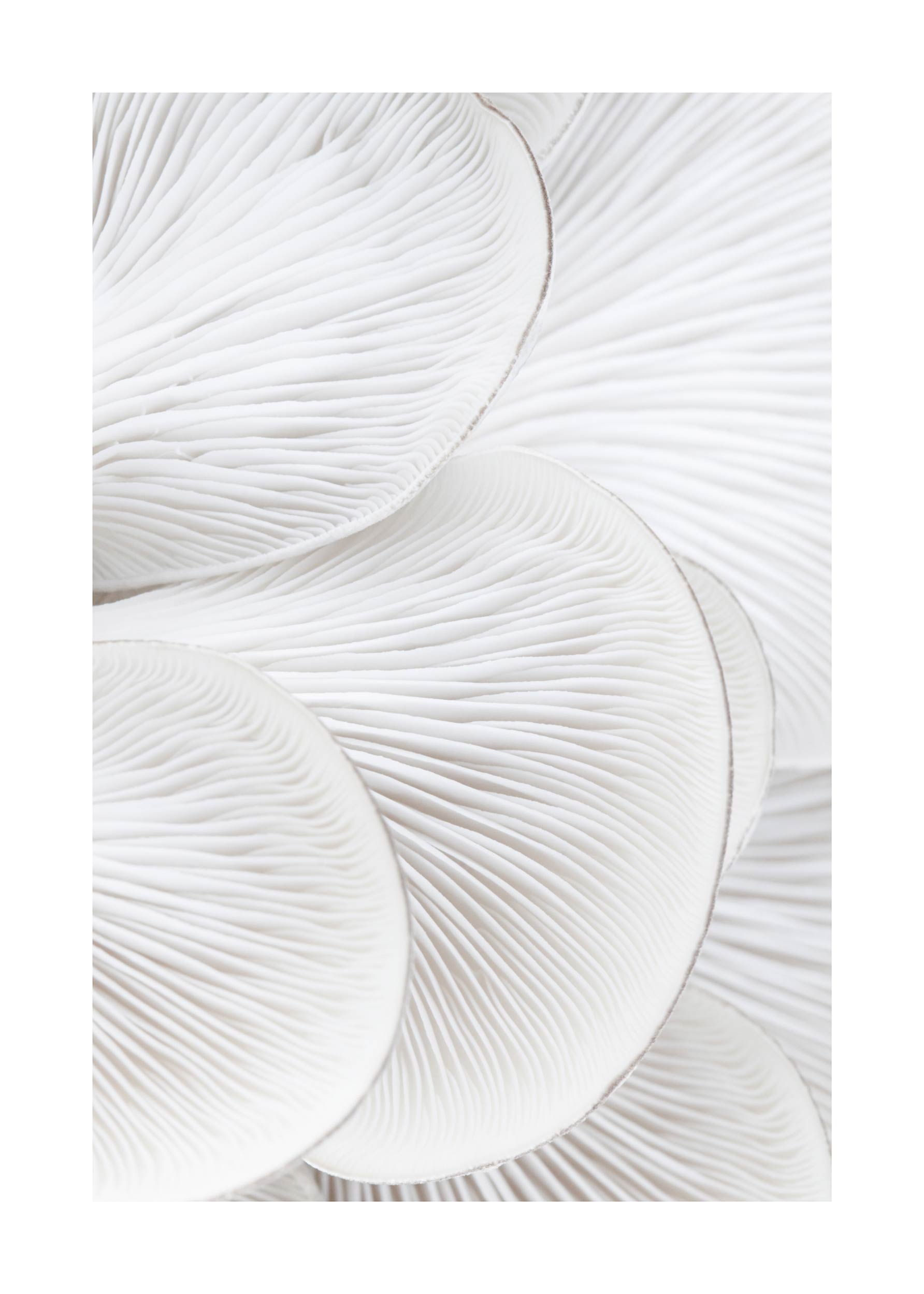 Oyster Close Up No.1 Poster - Mushroom illustration (21x30 cm)