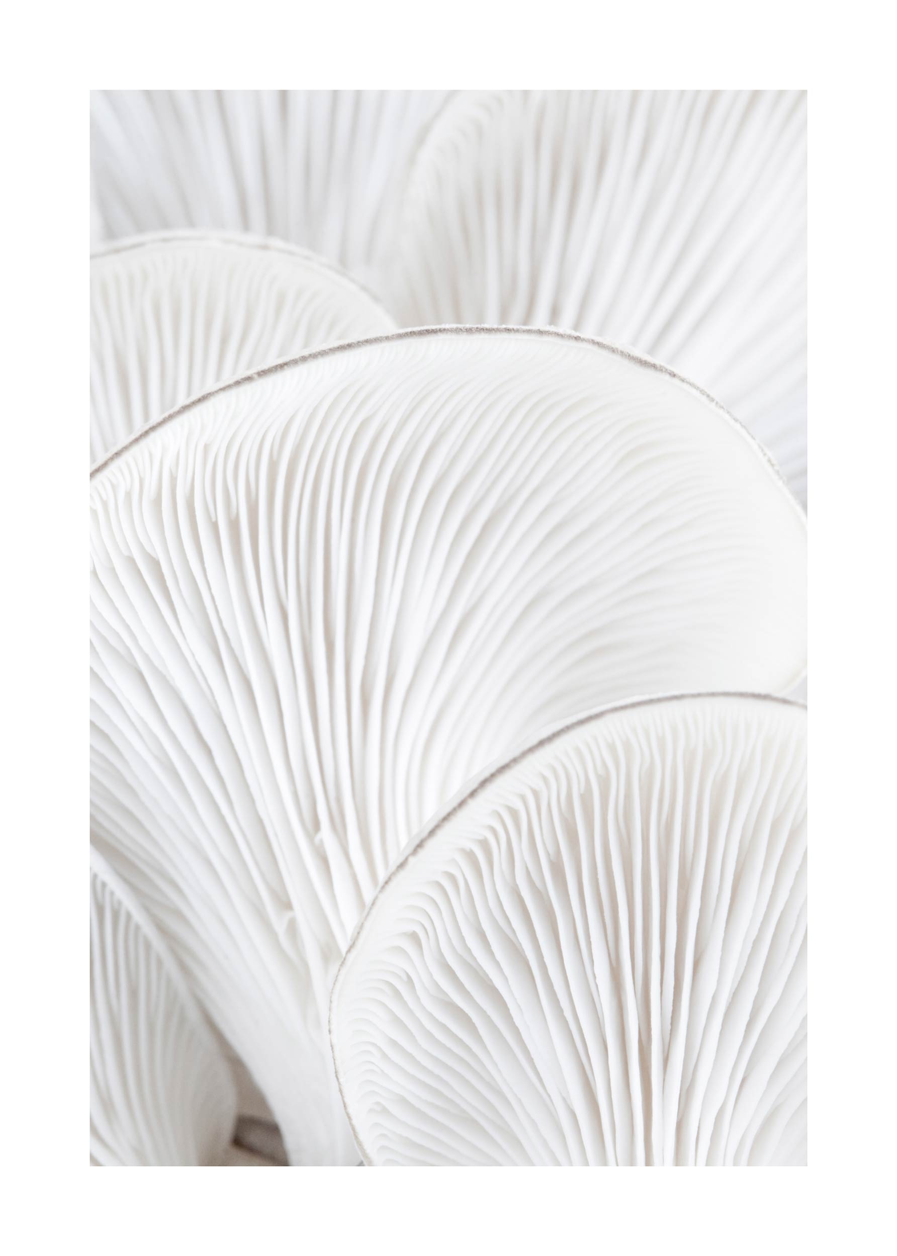 Oyster Close-Up No.2 Poster - Nature photography (30x40 cm)