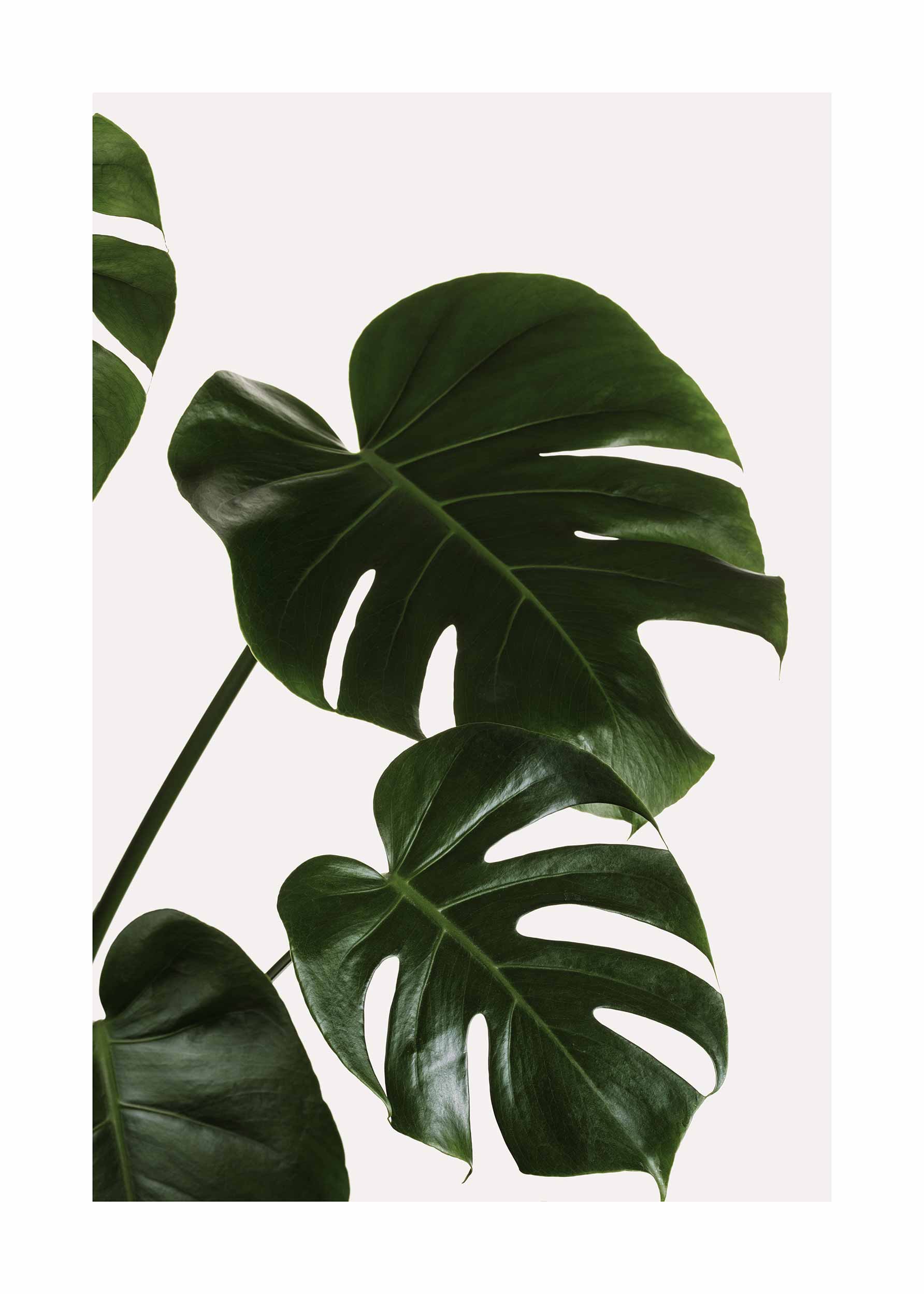 Monstera Leaves Poster - Botanische Grafik (30x40 cm)