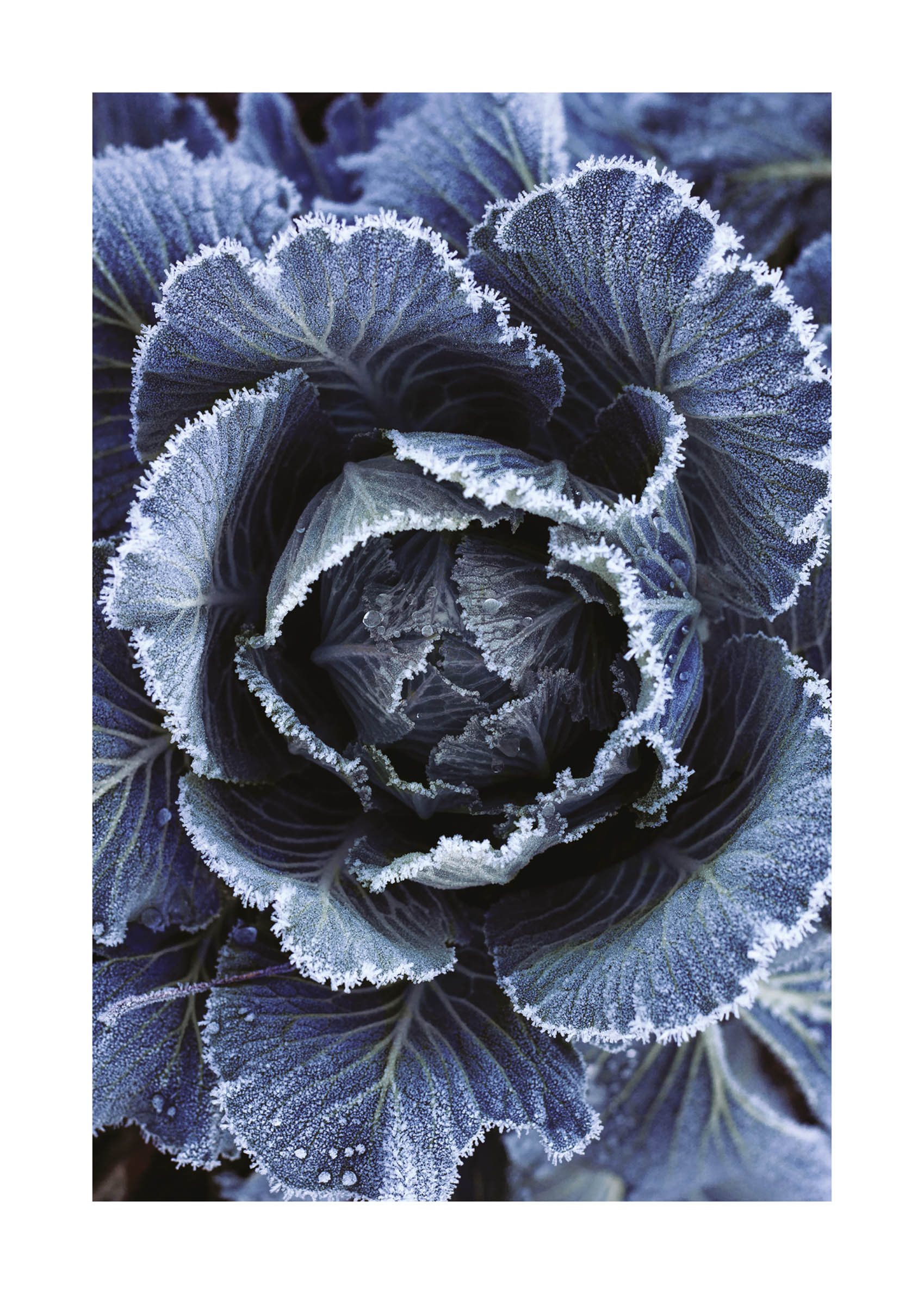 Frosty Cabbage Poster - Botanische Fotografie (50x70 cm)