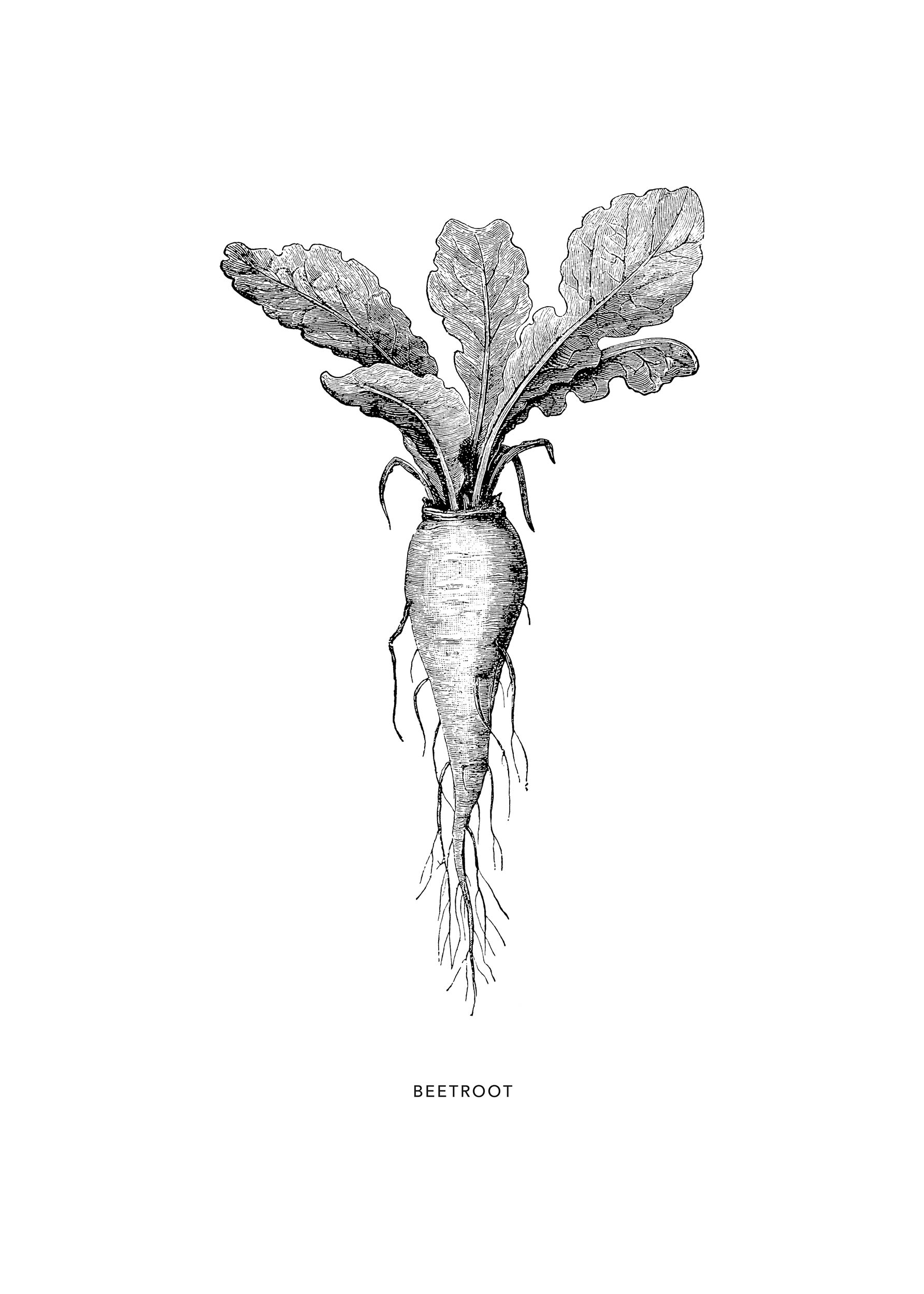 Beetroot No.2 Poster - Botanical illustration (21x30 cm)