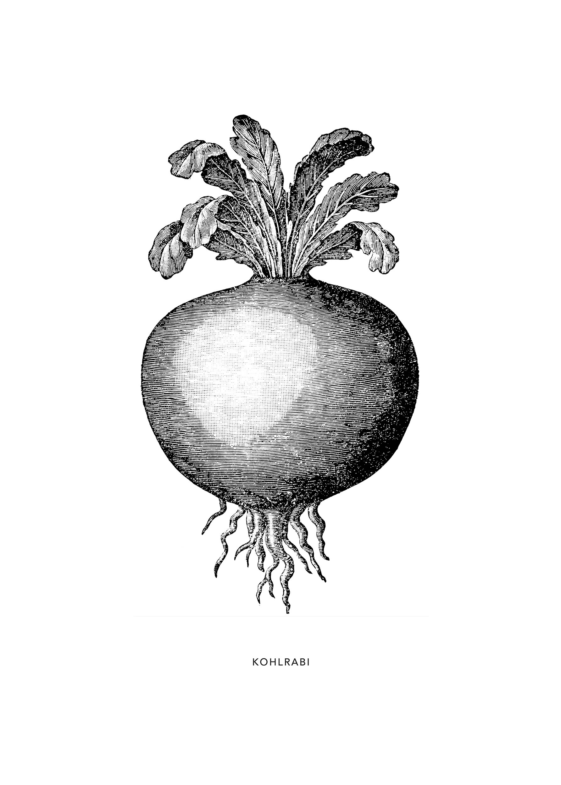 Kohlrabi Poster - Botanical illustration (40x50 cm)