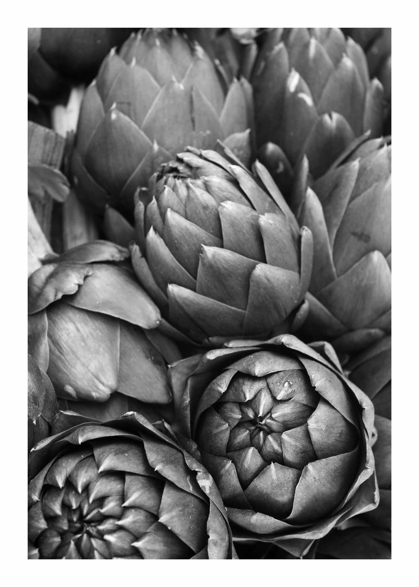 Artichokes No.3 Poster - Schwarzweiße Blumenfotografie (50x70 cm)
