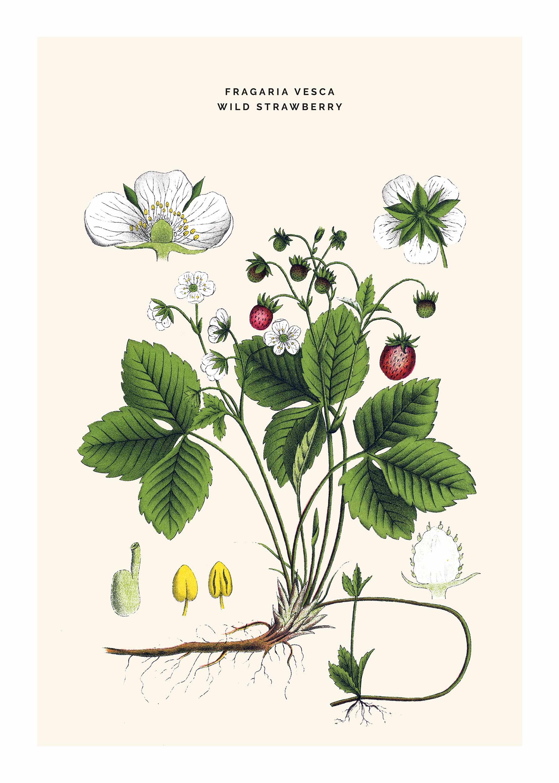 Wild Strawberry Poster - Pflanzenillustration (50x70 cm)