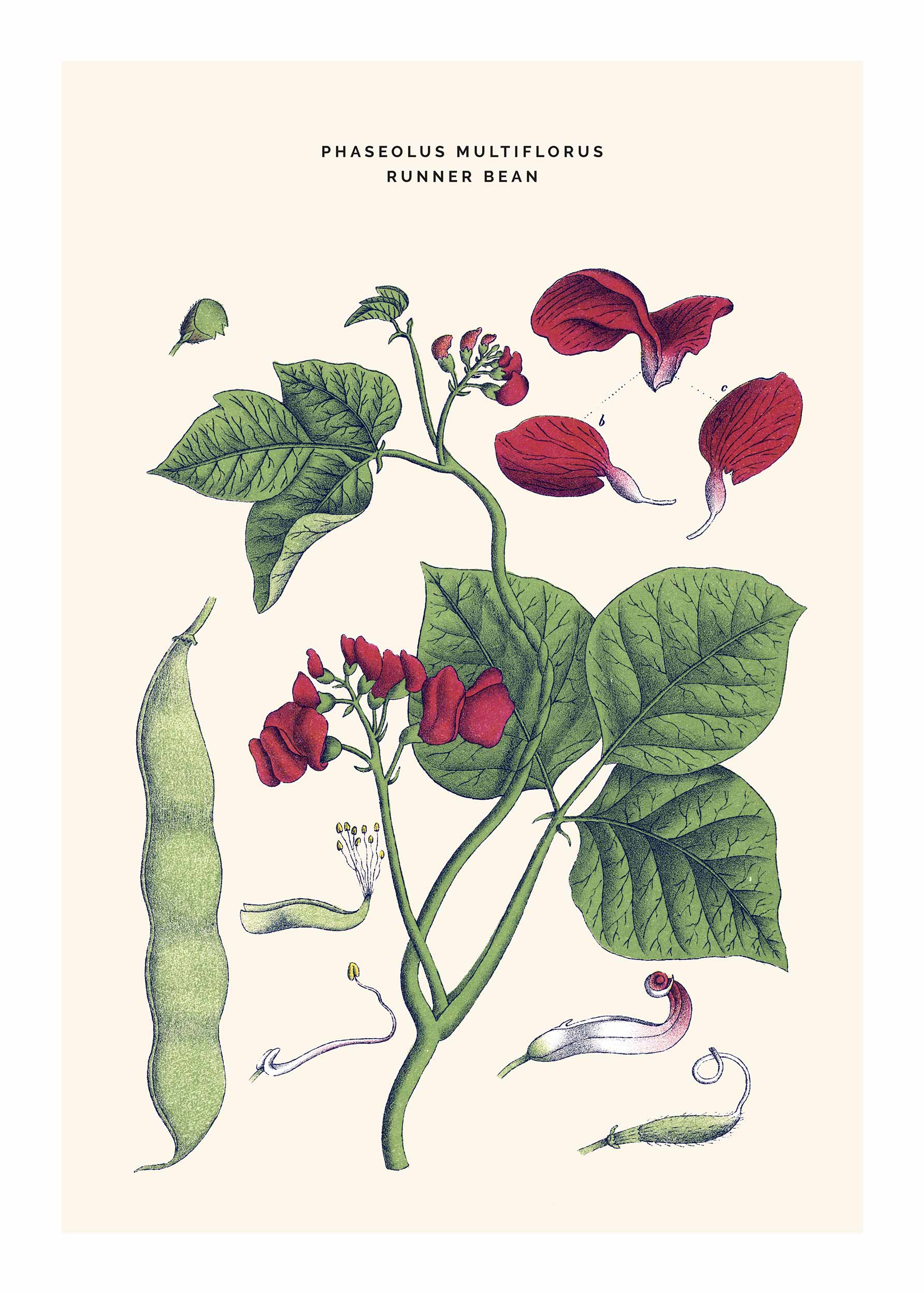 Runner Bean poster - Botanical illustration (21x30 cm)