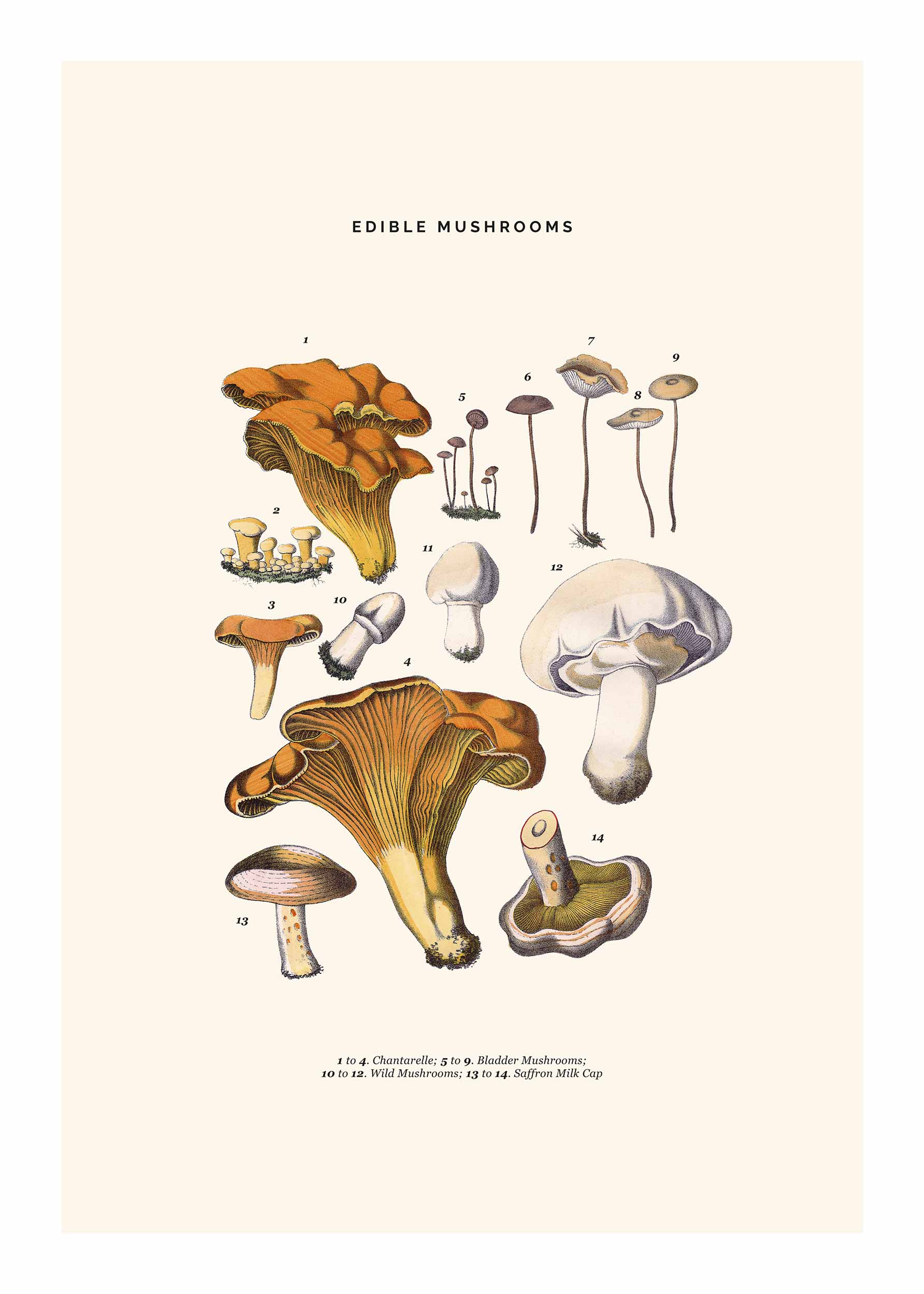 Edible Mushrooms Poster - Botanical illustration (50x70 cm)