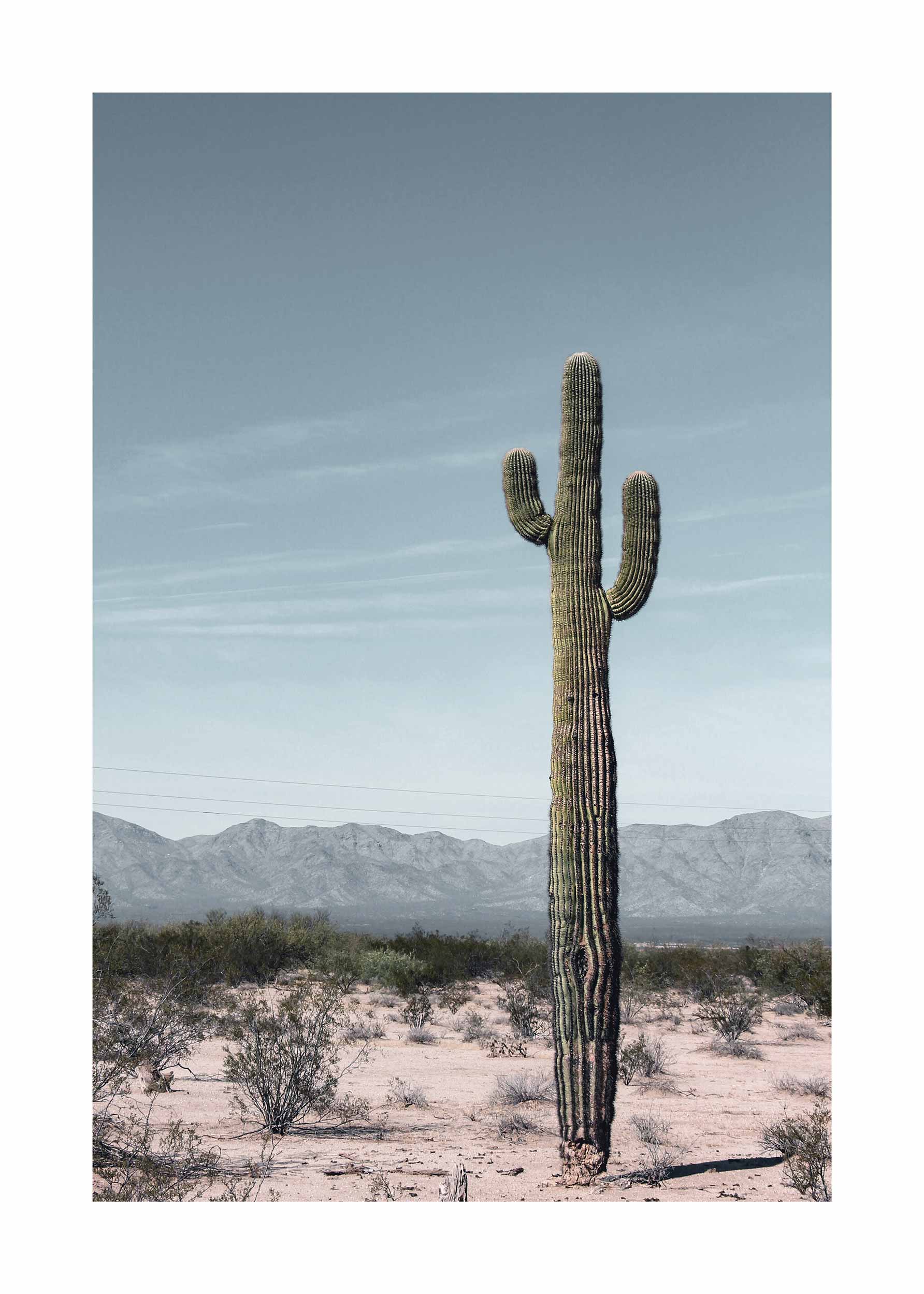 Arizona Cactus Poster - Wüstenillustration (70x100 cm)