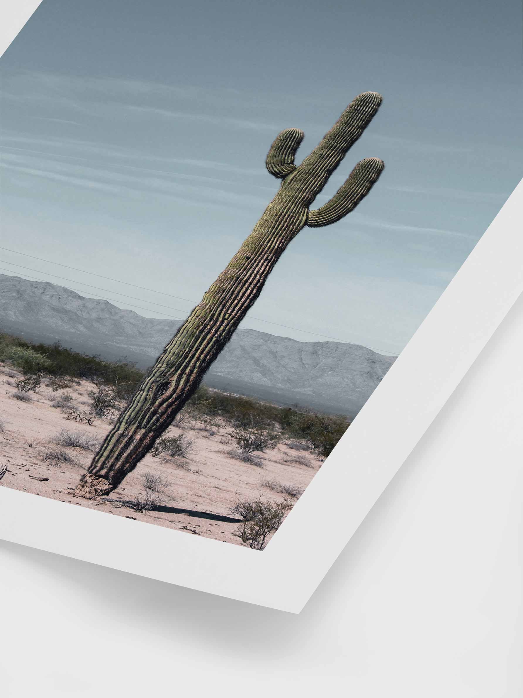 Desert poster  Arizona Cactus | Postery