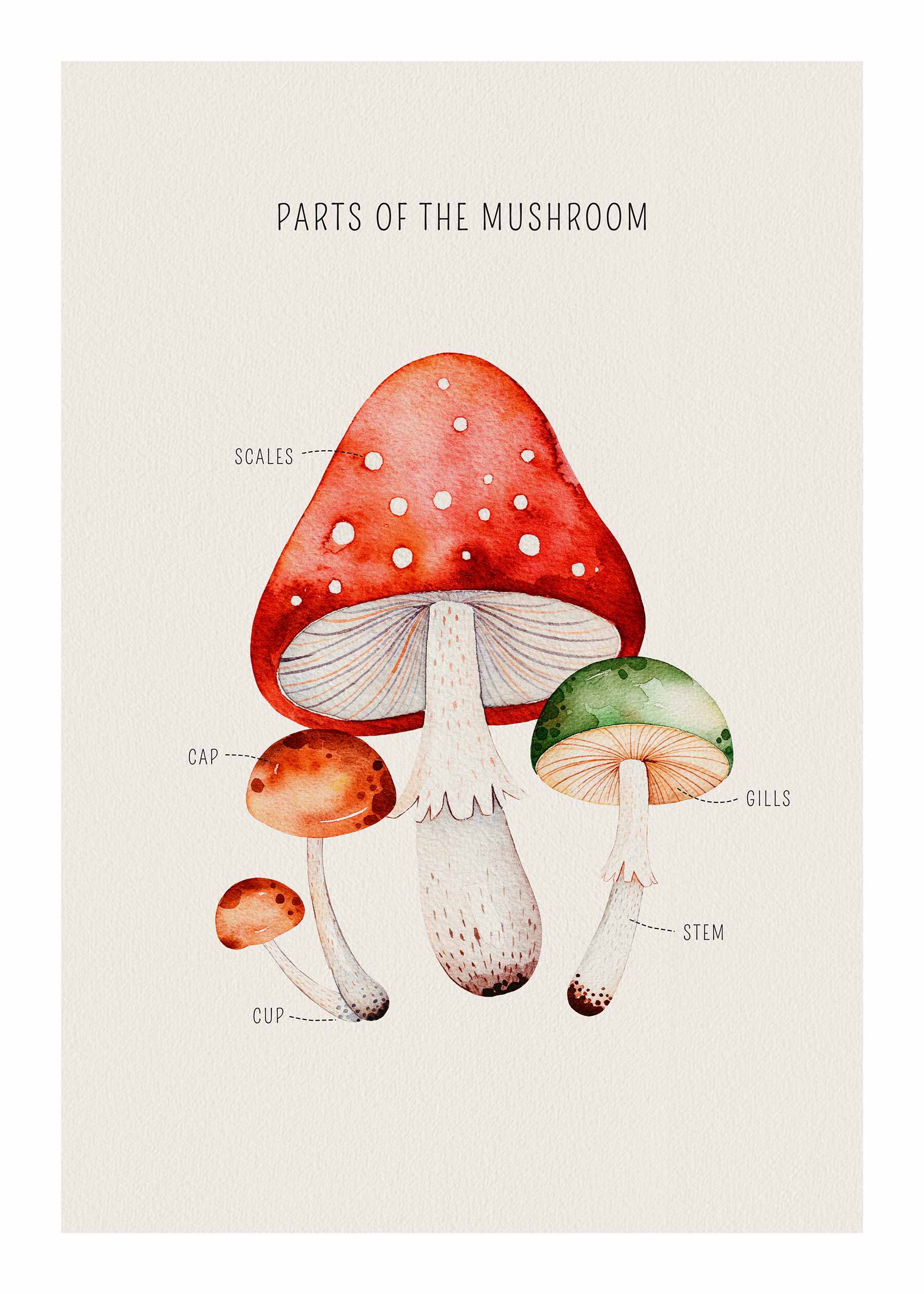 Mushroom Parts Poster - Mushroom illustration (21x30 cm)
