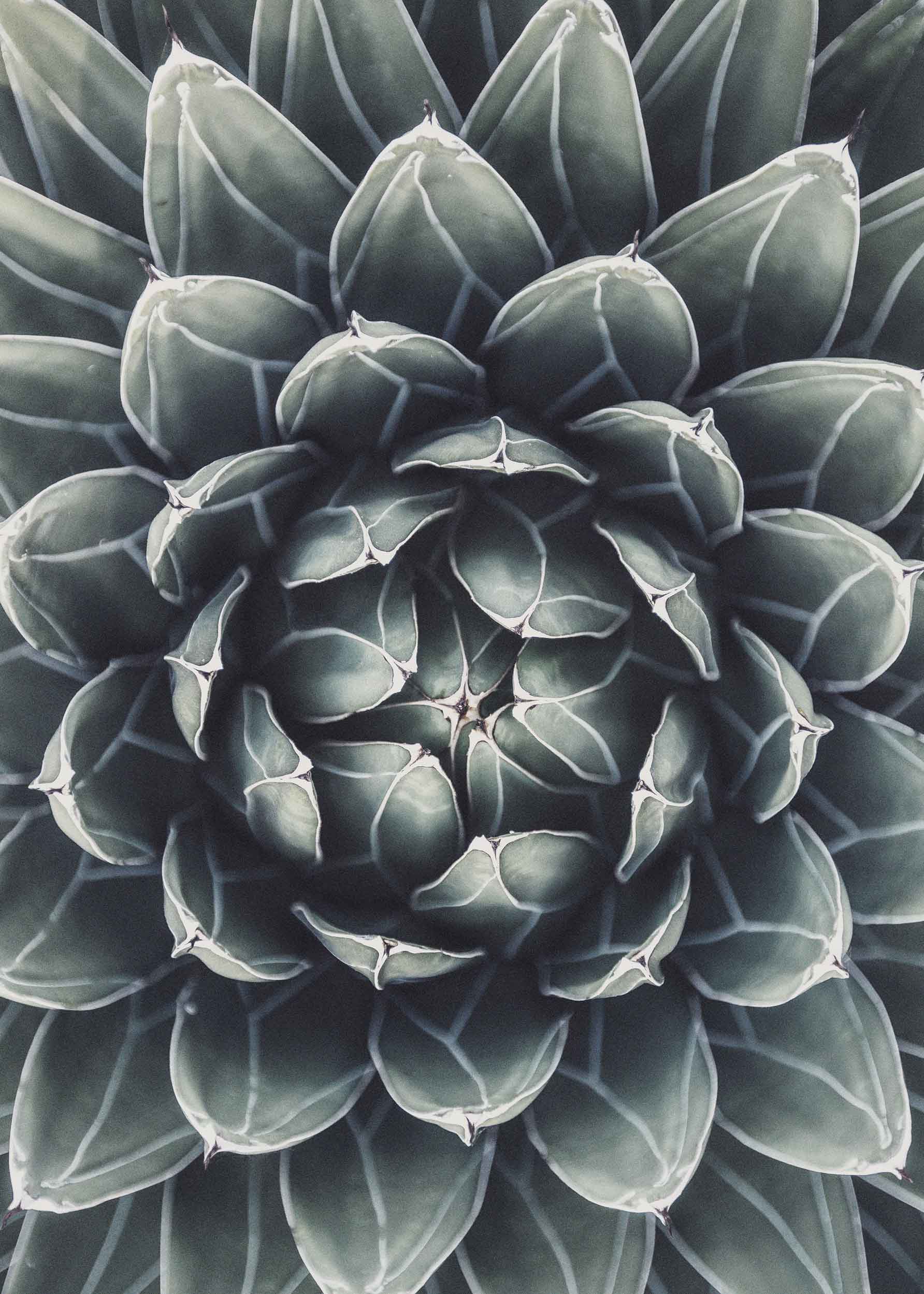 Cactus Flower Poster - Pflanzenillustration (40x50 cm)